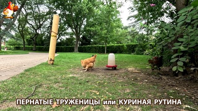 Куры несушки свободного выгула и их обычная куриная рутина – эпизод (278)
