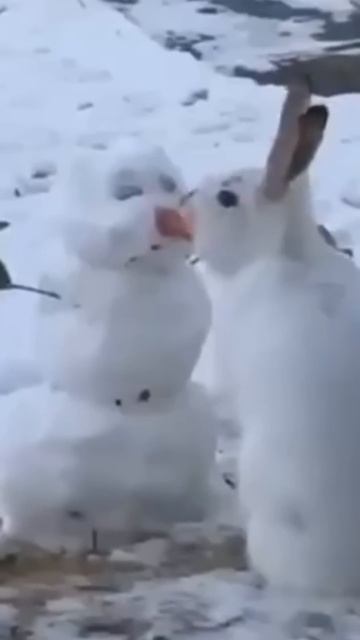 Моменты С КРОЛИКАМИ. Часть 2 🐰 #кролики #кролик #bunny #жи?