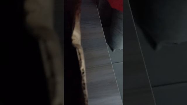 показываю игрушки которые есть у нас дома влог
