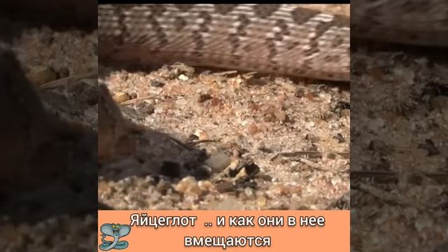 МОРСКОЙ ЛЕВ ИГРАЛ С АКУЛОЙ КАК С ИГРУШКОЙ