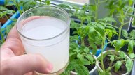 🌱💪 РАССАДА РАСТЕТ НА ГЛАЗАХ! 1 ЛОЖКА ЗАСТАВЛЯЕТ ЛЮБУЮ РАССАДУ ТОЛСТЕТЬ И АКТИВНО РАЗВИВАТЬСЯ! 💪🌱