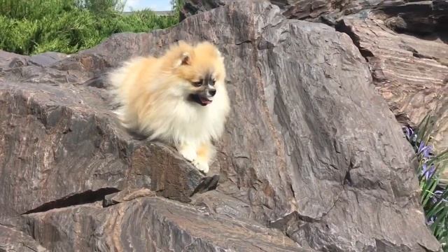 Мини Мишка померанский шпиц❤️🐾