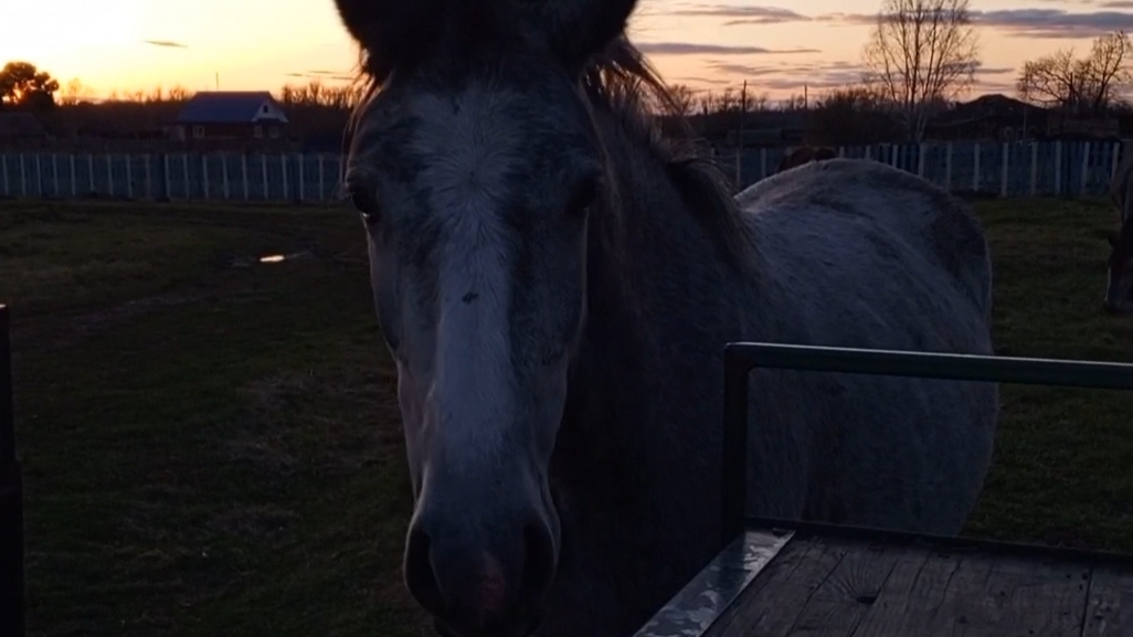 Наши деревенские лошади 🐴 #лошади #деревня