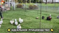 Идеальное птицеводство достойно восхищения 🐓🦆🦢🦚🦃🐔 эпизод (196)