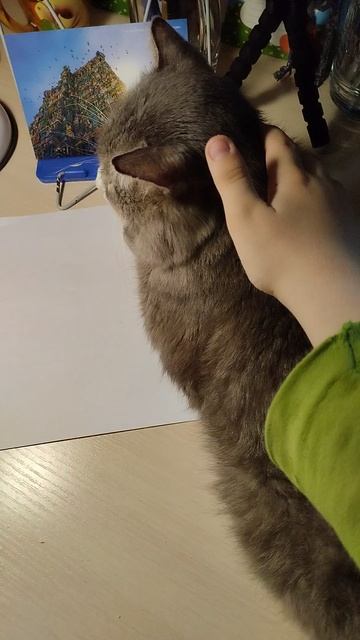 Котик.