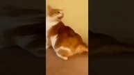 Смешные котики / смешные собачки 😍