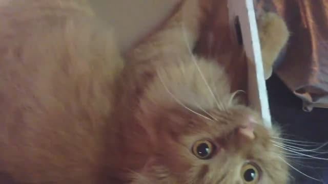 А вы знаете как выглядят пирожки с котятами_Подарок из Осетии