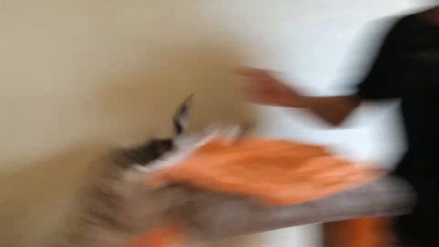 Кошки и фен!