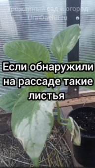 Почему на рассаде появляются белые пятна, как помочь растению
