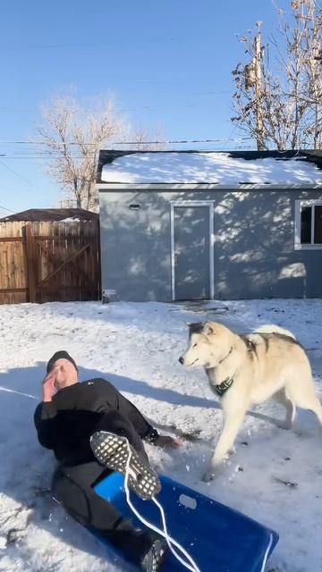 Dog sled fail？ #dogsofyoutube #funnyanimals