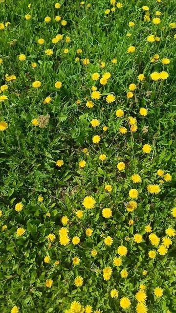 Жёлтый одуванчик 🤗🌼🤗