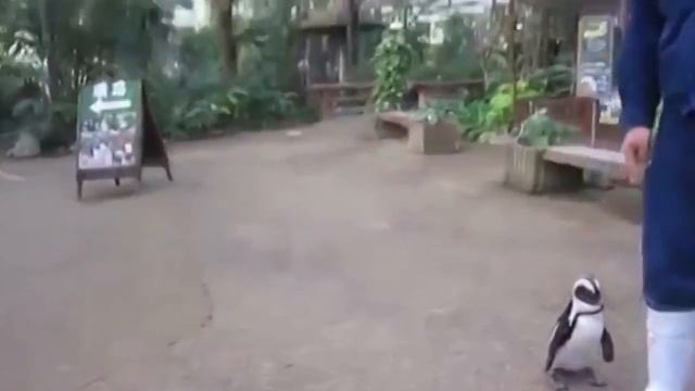 Прикольный пингвин