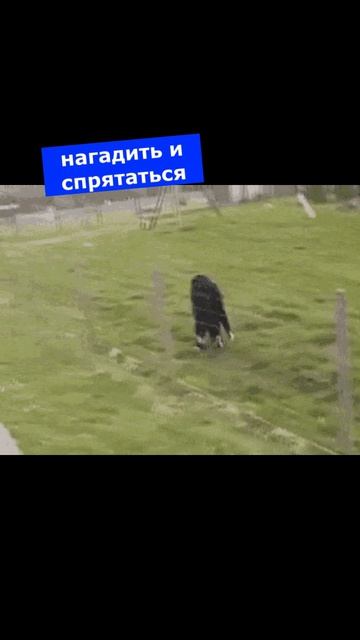 нагадить и спрятаться