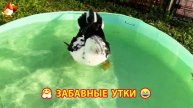Забавные утки мускусные и пекинские на свободном выгуле ч.(11) ❣️🤗😂