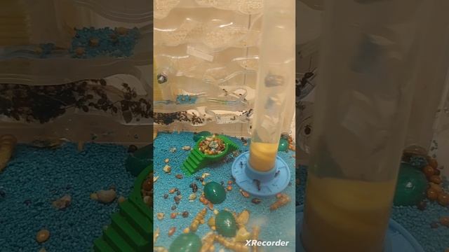 мое первое видео