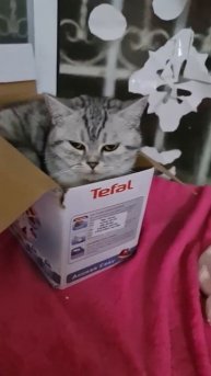 Кошка сима утюг #шортс #sorts #shorts cat sima iron