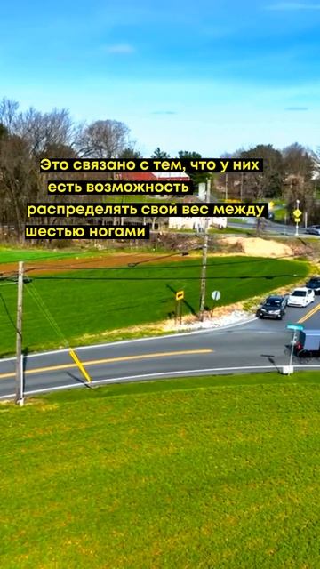 Интересный факт: как муравьи поднимают вес в 50 раз бол?