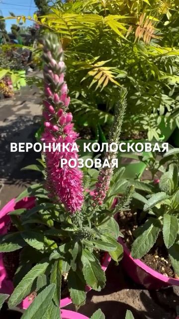 ВЕРОНИКА КОЛОСКОВАЯ РОЗОВАЯ купить в садовом центре «АртСад» www.artsad63.ru