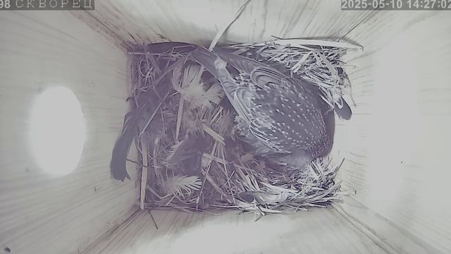 В скворечнике уже желторотики скворца -скворечник добытый в честном бою
