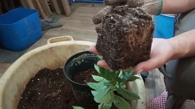 Перевалка черенков гортензии из Р9 в три литра.