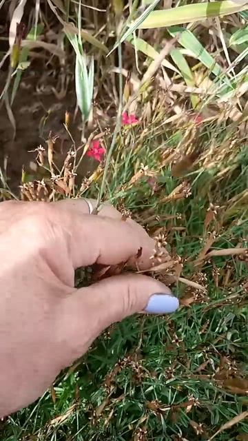Отцвела гвоздика травянка. Что делаем дальше?
