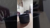 шишки превращаются в кедровые орешки!!!(итог после шел?