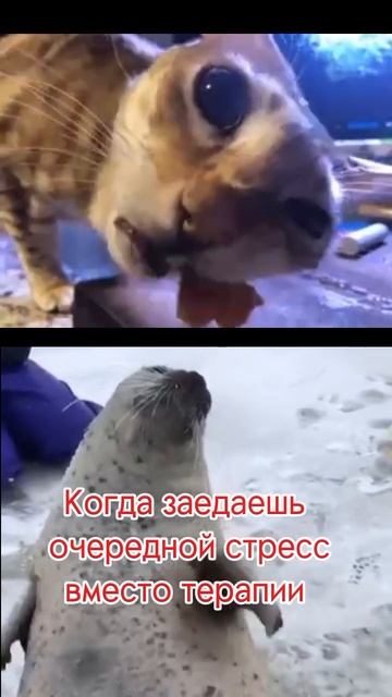 Ты тоже заедаешь стресс? #ПсиРёня #psyryonya #юмор #психолог