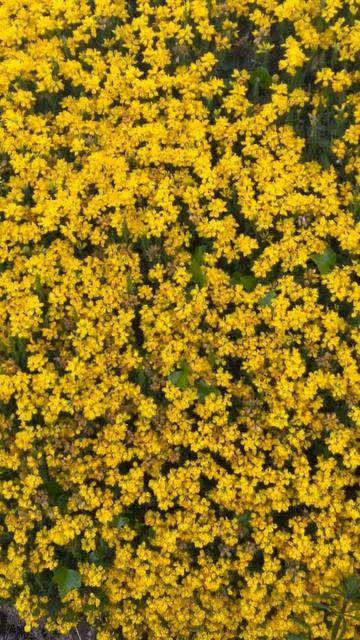 Lobularia maritima and alyssum montanum/Алиссум скальный- золотистый/#shor