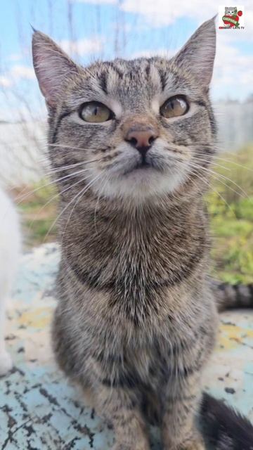 Три девицы под окном 😻😻😻