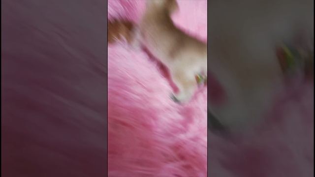 Котята золотая шиншилла