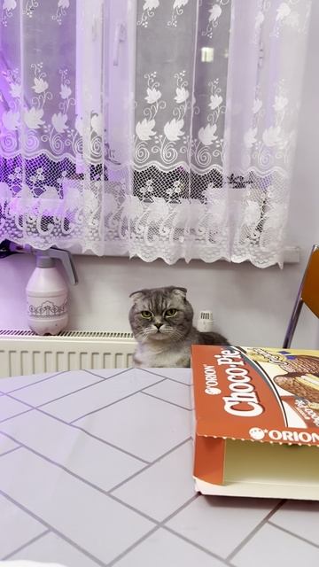 Кот Тимоша: —Хозяин, где еда? Смотри в глаза!