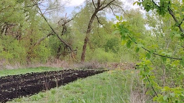 Весенняя вспашка трёхкорпусным плугом на  тракторе МТЗ 82.1 БЕЛАРУС