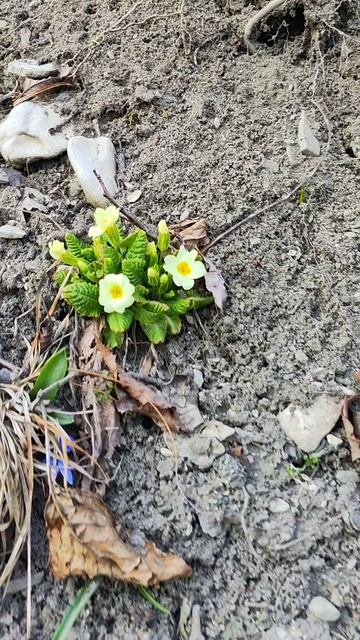 весенние цветы в горах Геленджика #весна #пролеска #nature