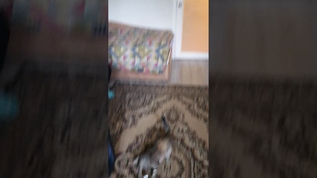 VID_20250508_151245.mp4