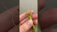 1000081732.mp4