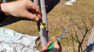 Прививка яблони в расщеп — так сможет КАЖДЫЙ!
