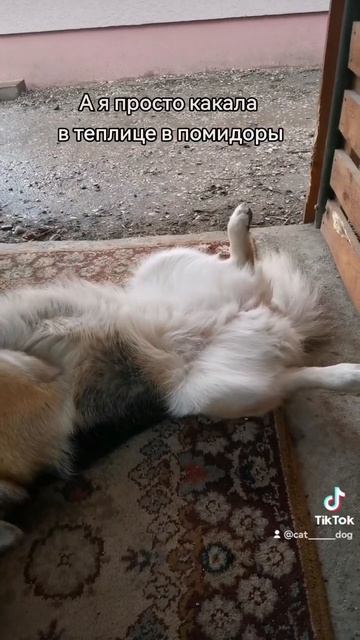 Когда все по фен шую😂 #домашниепитомцы #прикол #собак?