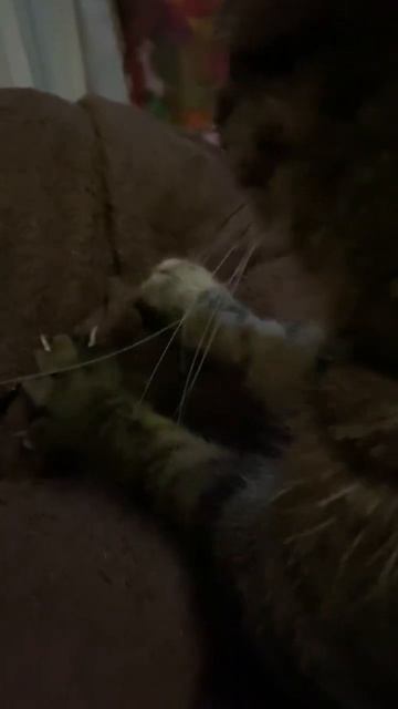 Приятный массаж пледа 2 часть #кот #котики #а4 #шутки #ла?