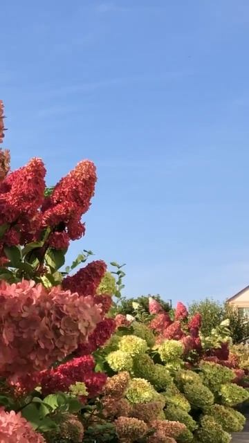 #hydrangea#hortensia#гортензия#garden#гортензія#flowers#park#jardin#shorts#アジ