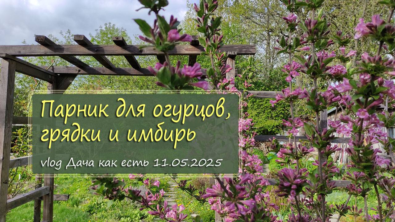 Доделала маленький парник, кое-что туда посадила и пересадила имбирь / vlog Дача как есть 11.05.2025