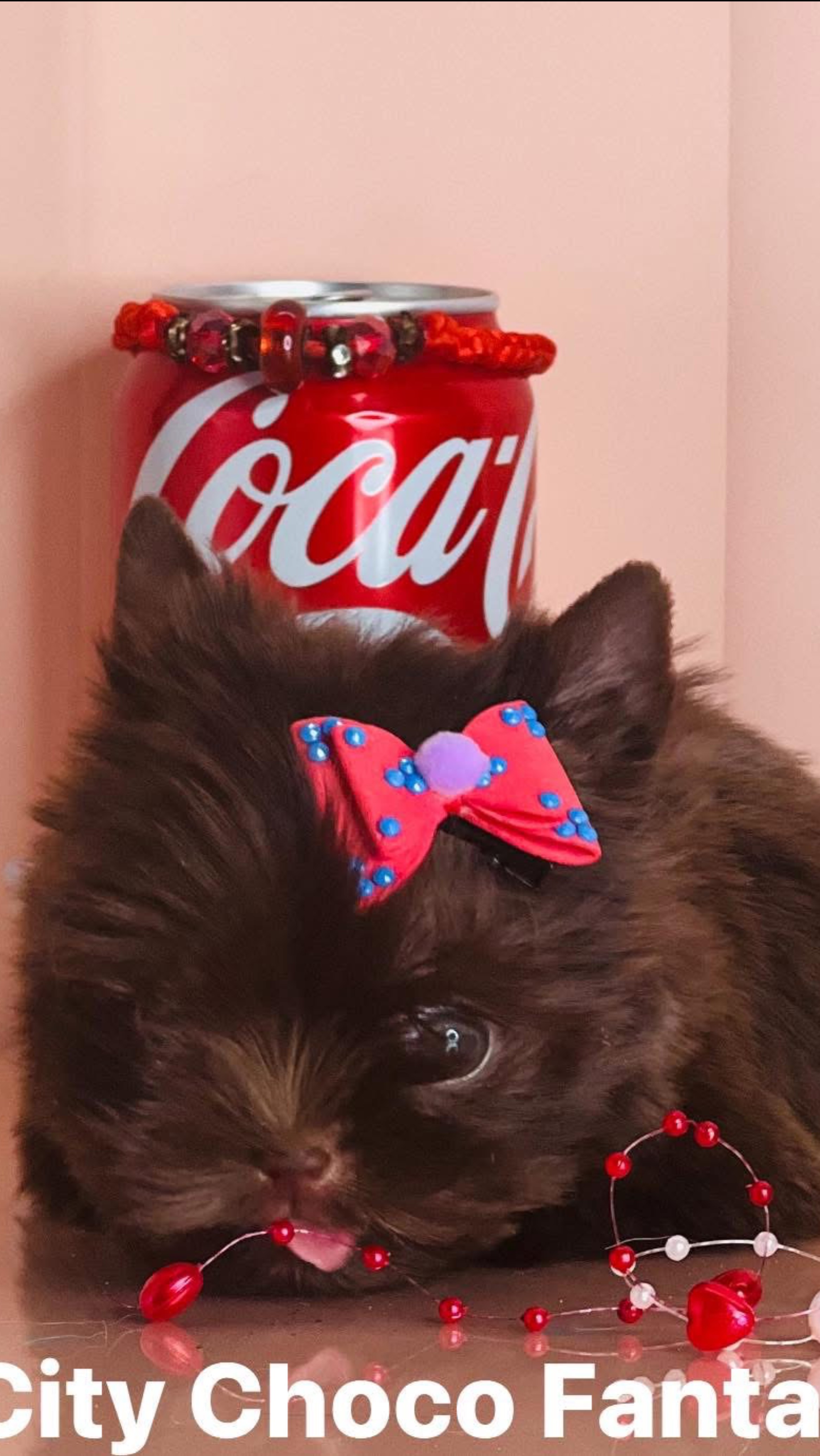 Цветные йорки🐾Мальтипу 🐾Тикап Тедди пудель 🐾Пушоны Импорт производители Корея 🇰🇷 Китай 🇨🇳
