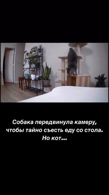 Котовидео
