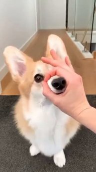 cute corgi action 😍😍😍