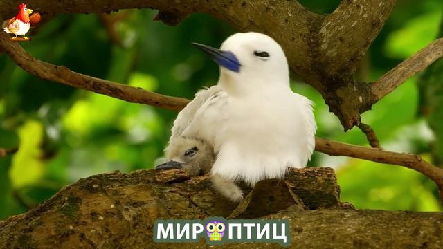 Мир птиц – красота и грация пернатых созданий Природы 🦩🦚🦜 Выпуск (110) 🦉🐦🐤