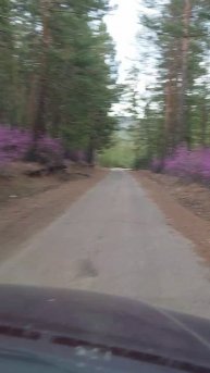 цвет багульника