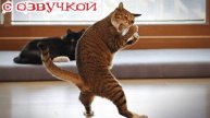 Приколы с котами! С ОЗВУЧКОЙ! Смешные видео о животных! Смешные коты! До слез!