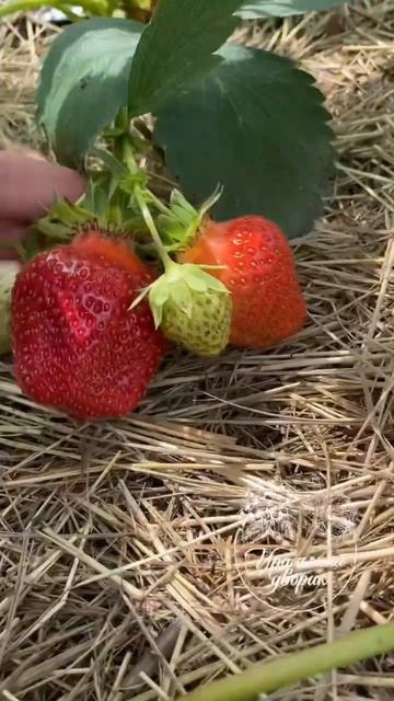 Азия 🍓🍓🍓 #клубникаазия#клубникаурал#клубникаталиц