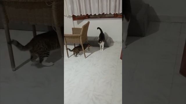 Когда кошки — бойцы, а ты — зритель поневоле😀