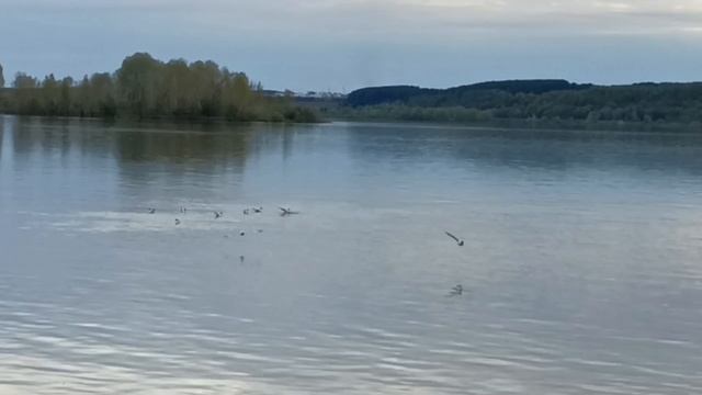 Чайки на КАМЕ