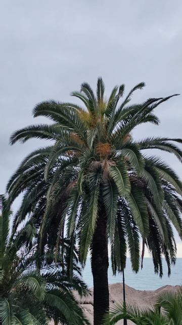Гагра. Побережье Чёрного моря 🌊 🌴